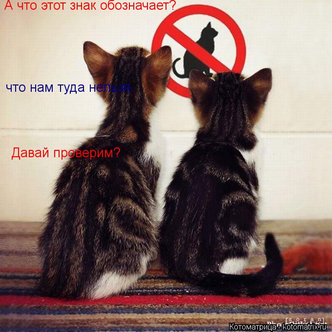 Давай проверим? что нам туда нельзя. А что этот знак обозначает?... Котоматрица: Давай проверим? что нам туда нельзя. А что этот знак обозначает?