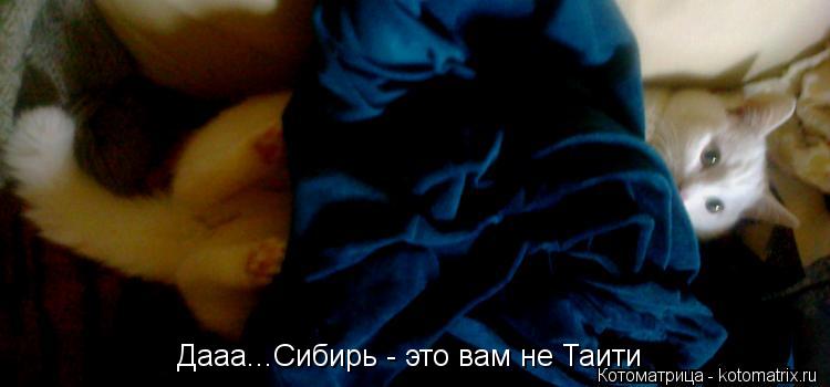 Дааа...Сибирь - это вам не Таити... Котоматрица: Дааа...Сибирь - это вам не Таити
