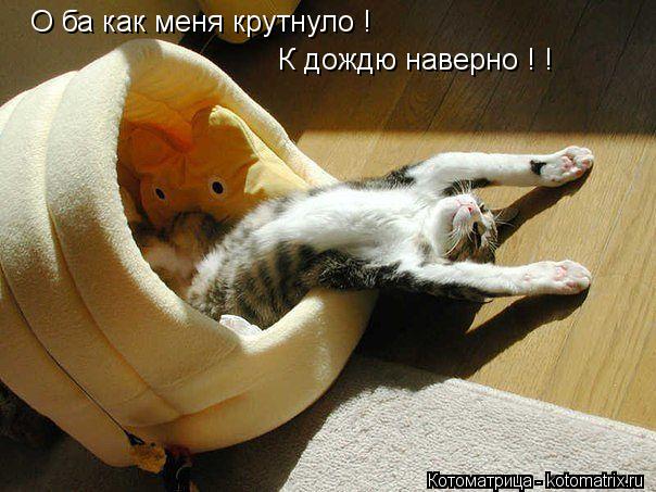 Котоматрица: О ба как меня крутнуло ! К дождю наверно ! !