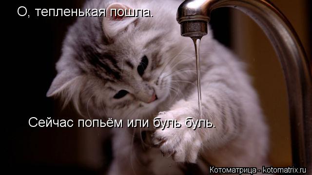 О, тепленькая пошла. Сейчас попьём или буль буль.... Котоматрица: О, тепленькая пошла. Сейчас попьём или буль буль.