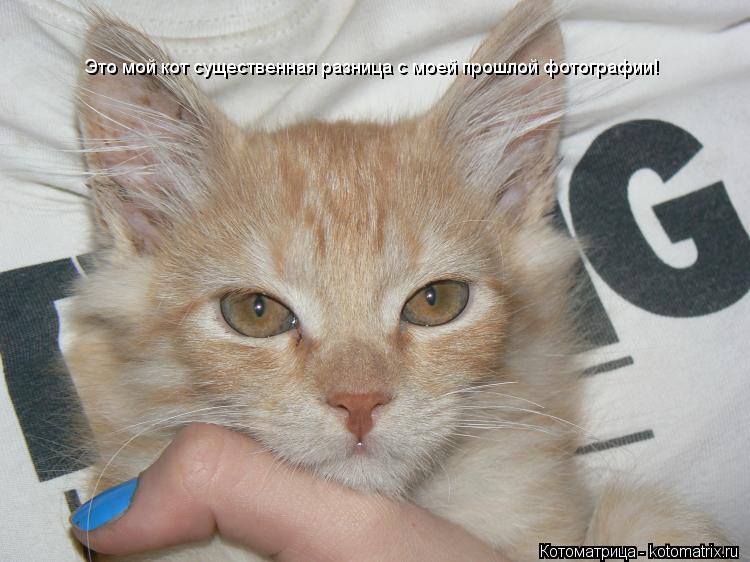 Это мой кот существенная разница с моей прошлой фотографии!... Котоматрица: Это мой кот существенная разница с моей прошлой фотографии!
