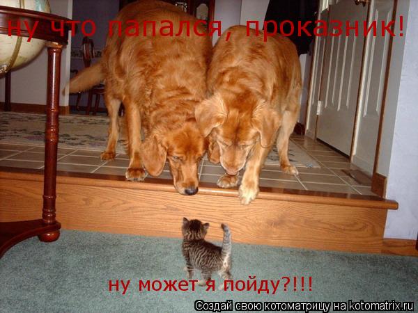 ну что папался, проказник! ну может я пойду?!!!... Котоматрица: ну что папался, проказник! ну может я пойду?!!!