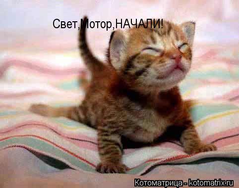 Свет,Мотор,НАЧАЛИ!... Котоматрица: Свет,Мотор,НАЧАЛИ!