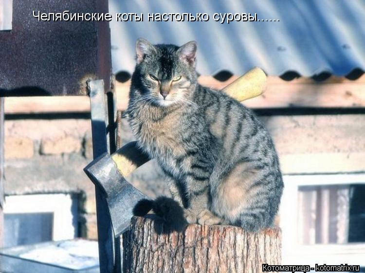 Челябинские коты настолько суровы......... Котоматрица: Челябинские коты настолько суровы......