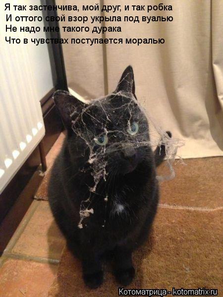 Котоматрица: Я так застенчива, мой друг, и так робка И оттого свой взор укрыла под вуалью Не надо мне такого дурака Что в чувствах поступается моралью