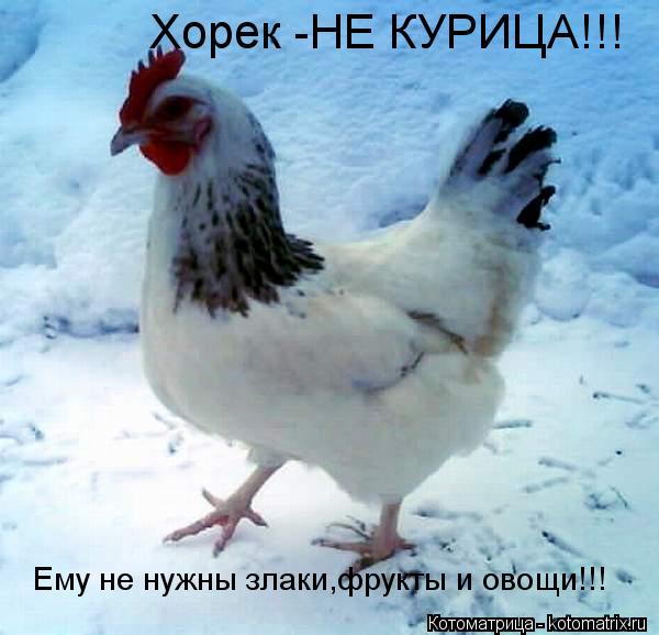 Хорек -НЕ КУРИЦА!!! Ему не нужны злаки,фрукты и овощи!!!... Котоматрица: Хорек -НЕ КУРИЦА!!! Ему не нужны злаки,фрукты и овощи!!!