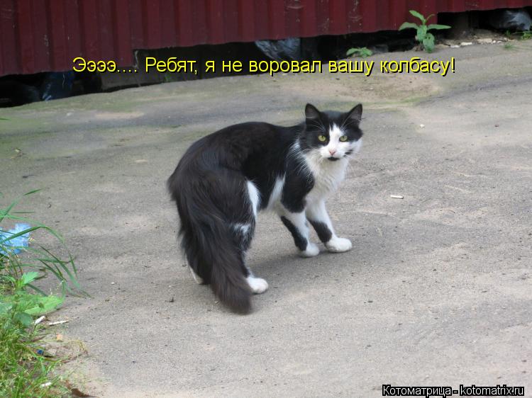 Ээээ.... Ребят, я не воровал вашу колбасу!... Котоматрица: Ээээ.... Ребят, я не воровал вашу колбасу!