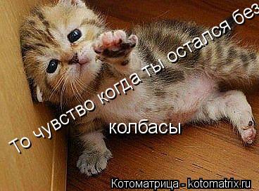 То чувство когда ты остался без колбасы колбасы... Котоматрица: То чувство когда ты остался без колбасы колбасы