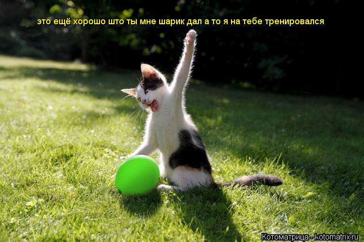 это ещё хорошо што ты мне шарик дал а то я на тебе тренировался... Котоматрица: это ещё хорошо што ты мне шарик дал а то я на тебе тренировался