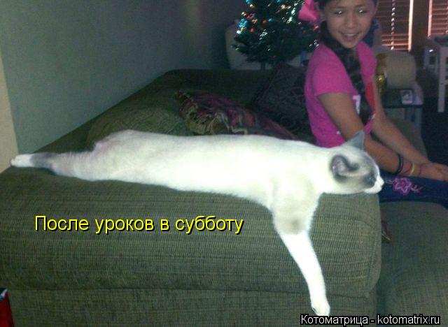 После уроков в субботу... Котоматрица: После уроков в субботу