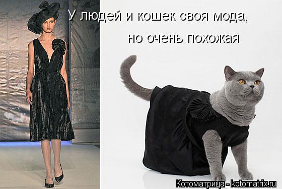 У людей и кошек своя мода, но очень похожая... Котоматрица: У людей и кошек своя мода, но очень похожая