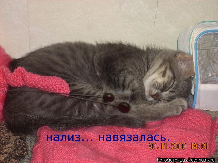 Котоматрица: нализ... навязалась.