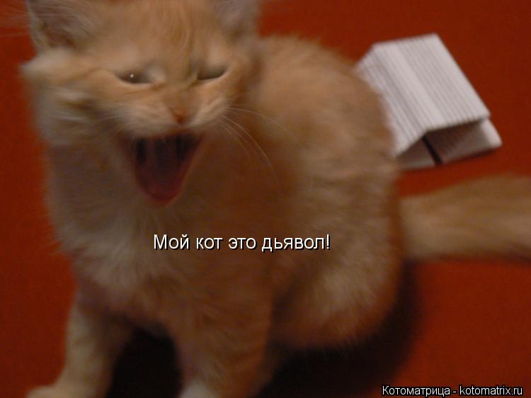 Мой кот это дьявол!... Котоматрица: Мой кот это дьявол!