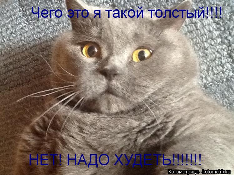 Чего это я такой толстый!!!! Чего это я такой толстый!!!! НЕТ! НАДО ХУДЕТЬ!!!!!!!... Котоматрица: Чего это я такой толстый!!!! Чего это я такой толстый!!!! НЕТ! НАДО ХУДЕТЬ!!!!!!!
