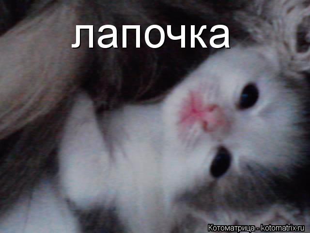 лапочка... Котоматрица: лапочка
