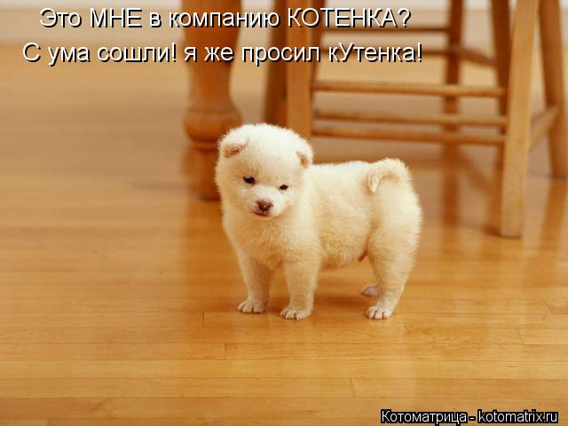 Котоматрица: Это МНЕ в компанию КОТЕНКА? С ума сошли! я же просил кУтенка!
