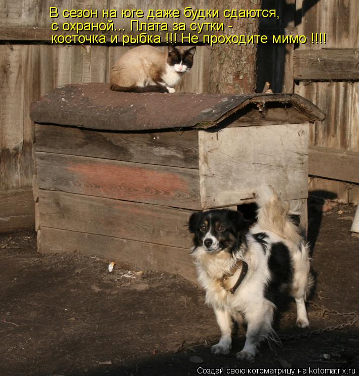 Котоматрица: В сезон на юге даже будки сдаются, с охраной... Плата за сутки -  косточка и рыбка !!! Не проходите мимо !!!!