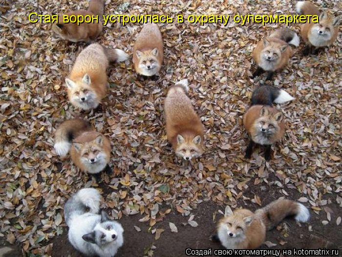 Стая ворон устроилась в охрану супермаркета... Котоматрица: Стая ворон устроилась в охрану супермаркета