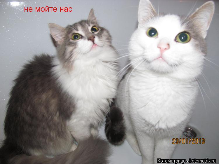 не мойте нас... Котоматрица: не мойте нас