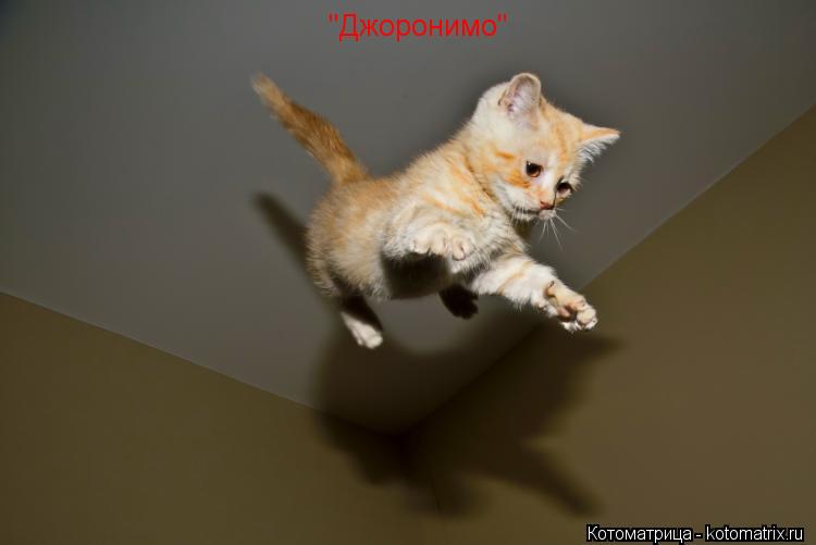 "Джоронимо"... Котоматрица: "Джоронимо"