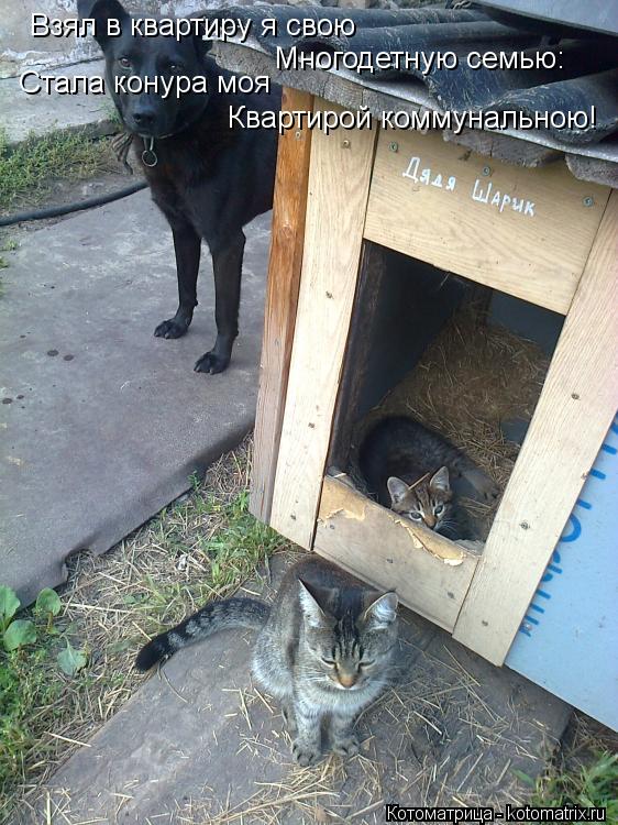 Взял в квартиру я свою Стала конура моя Квартирой коммунальною! Многодетную семью:... Котоматрица: Взял в квартиру я свою Стала конура моя Квартирой коммунальною! Многодетную семью: