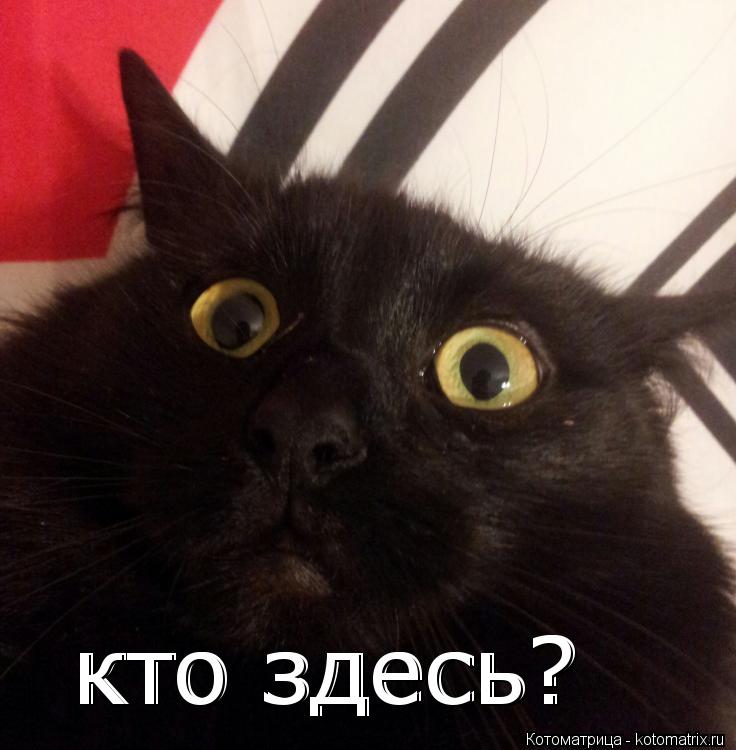 кто здесь? кто здесь?... Котоматрица: кто здесь? кто здесь?