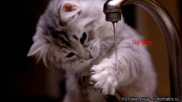 Чё ито... Котоматрица: Чё ито