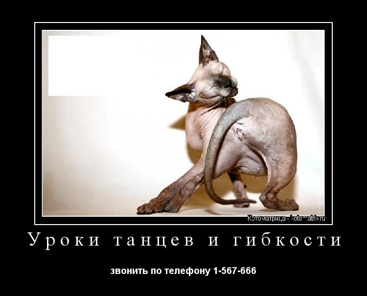 Уроки танцев и гибкости звонить по телефону 1-567-666... Котоматрица: Уроки танцев и гибкости звонить по телефону 1-567-666