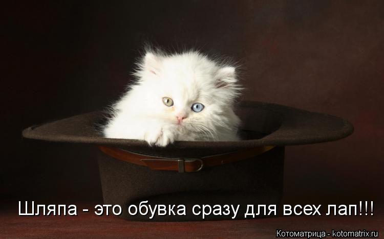 Шляпа - это обувка сразу для всех лап!!!... Котоматрица: Шляпа - это обувка сразу для всех лап!!!