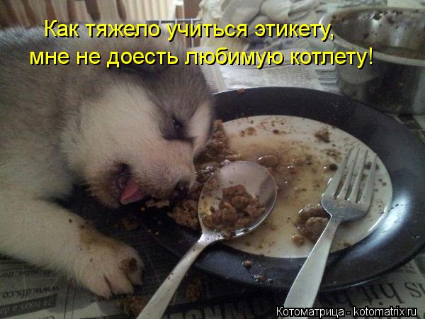 Как тяжело учиться этикету, мне не доесть любимую котлету!... Котоматрица: Как тяжело учиться этикету, мне не доесть любимую котлету!