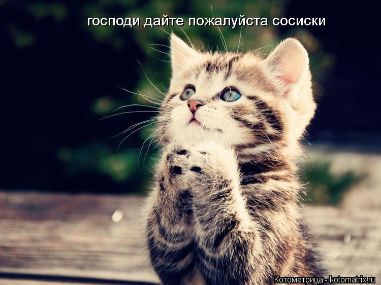 господи дайте пожалуйста сосиски... Котоматрица: господи дайте пожалуйста сосиски