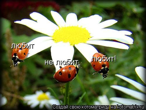 любит не любит любит!... Котоматрица: любит не любит любит!