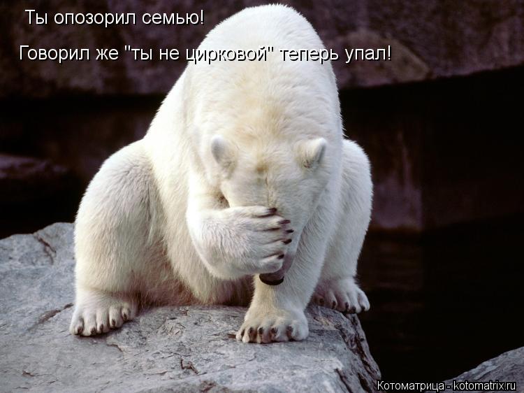 Ты опозорил семью! Говорил же "ты не цирковой" теперь упал!... Котоматрица: Ты опозорил семью! Говорил же "ты не цирковой" теперь упал!