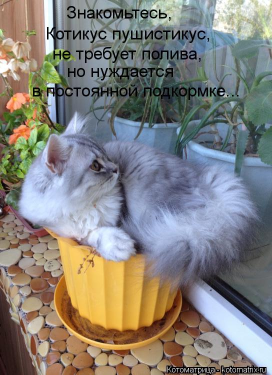 Котикус пушистикус, не требует полива, но нуждается в постоянной подкормке... Знакомьтесь,... Котоматрица: Котикус пушистикус, не требует полива, но нуждается в постоянной подкормке... Знакомьтесь,