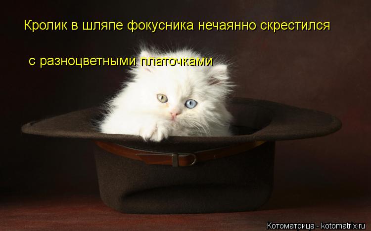 Кролик в шляпе фокусника нечаянно скрестился с разноцветными платочками... Котоматрица: Кролик в шляпе фокусника нечаянно скрестился с разноцветными платочками