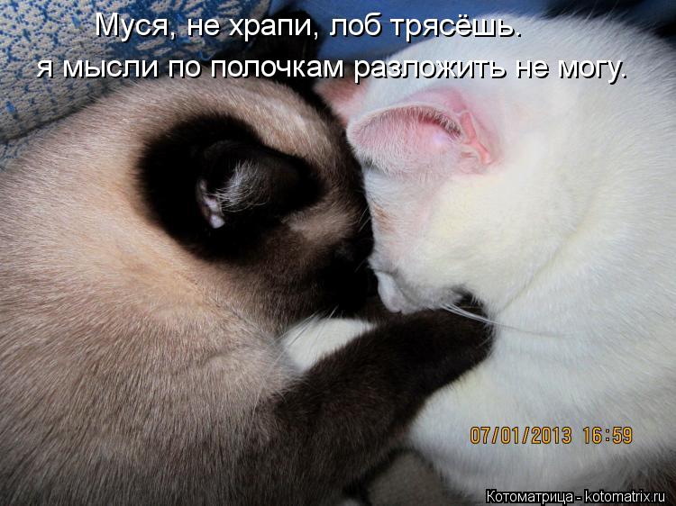Муся, не храпи, лоб трясёшь. я мысли по полочкам разложить не могу.... Котоматрица: Муся, не храпи, лоб трясёшь. я мысли по полочкам разложить не могу.