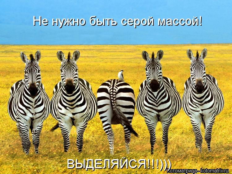 Не нужно быть серой массой! ВЫДЕЛЯЙСЯ!!!)))... Котоматрица: Не нужно быть серой массой! ВЫДЕЛЯЙСЯ!!!)))