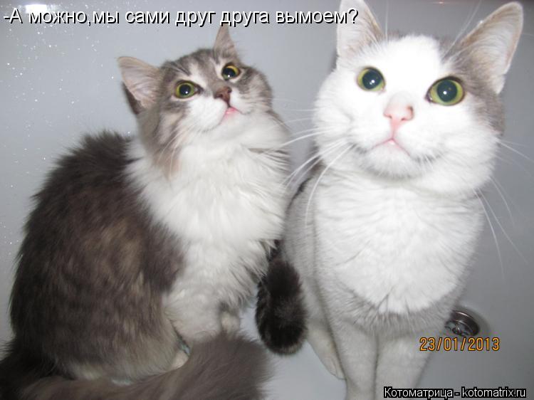 -А можно,мы сами друг друга вымоем?... Котоматрица: -А можно,мы сами друг друга вымоем?