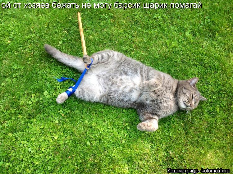 ой от хозяев бежать не могу барсик шарик помагай... Котоматрица: ой от хозяев бежать не могу барсик шарик помагай