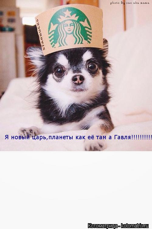 Я новый царь,планеты как её там а Гавля!!!!!!!!!!!!!!!!!... Котоматрица: Я новый царь,планеты как её там а Гавля!!!!!!!!!!!!!!!!!