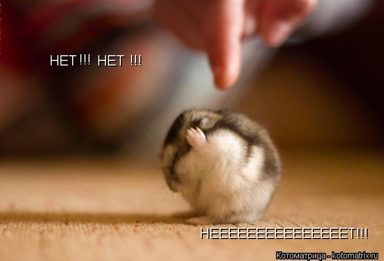 НЕТ НЕТ НЕЕЕЕЕЕЕЕЕЕЕЕЕЕЕТ!!! !!! !!!... Котоматрица: НЕТ НЕТ НЕЕЕЕЕЕЕЕЕЕЕЕЕЕЕТ!!! !!! !!!