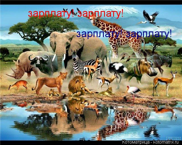 зарплату! зарплату! зарплату! зарплату!... Котоматрица: зарплату! зарплату! зарплату! зарплату!