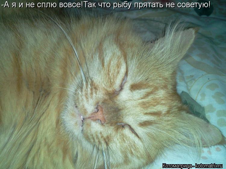 -А я и не сплю вовсе!Так что рыбу прятать не советую!... Котоматрица: -А я и не сплю вовсе!Так что рыбу прятать не советую!