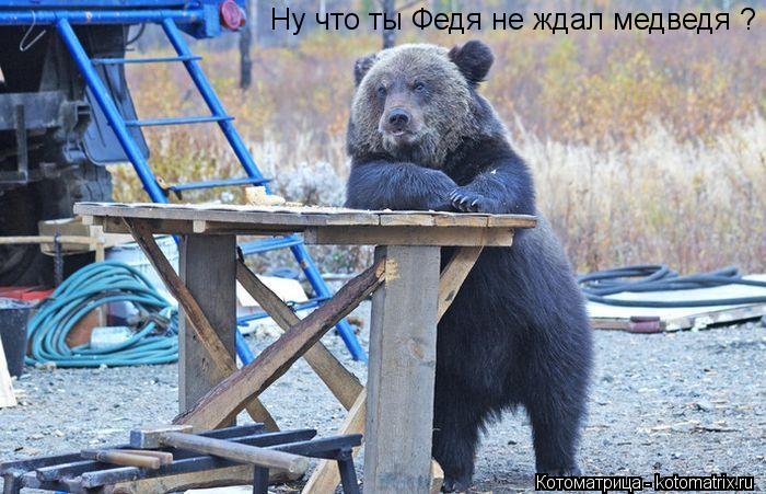 Ну что ты Федя не ждал медведя ?... Котоматрица: Ну что ты Федя не ждал медведя ?