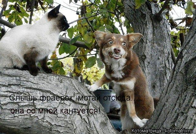 она со мной кантуется! она со мной кантуется! Слышь фраерок, мотай отсюда...... Котоматрица: она со мной кантуется! она со мной кантуется! Слышь фраерок, мотай отсюда...