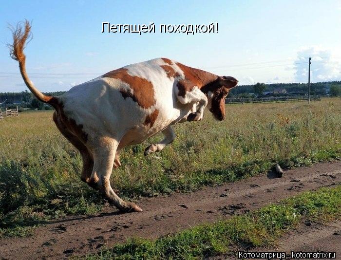 Летящей походкой!... Котоматрица: Летящей походкой!