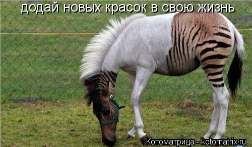 додай новых красок в свою жизнь... Котоматрица: додай новых красок в свою жизнь