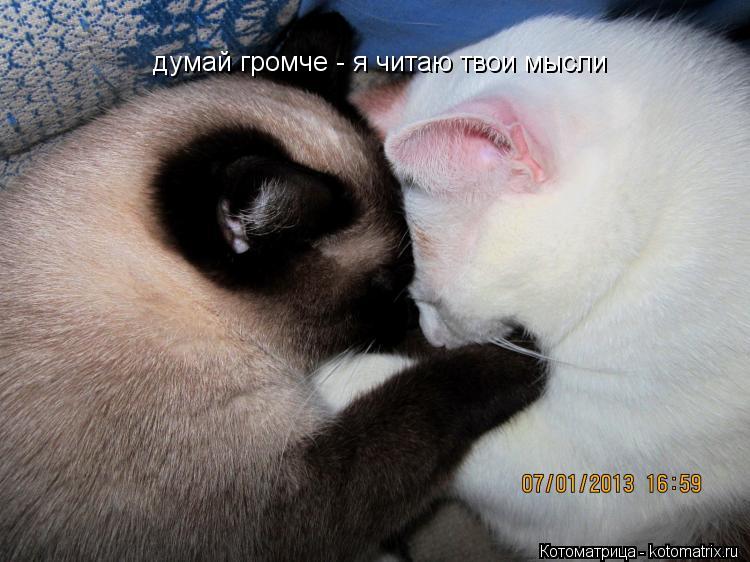 думай громче - я читаю твои мысли... Котоматрица: думай громче - я читаю твои мысли