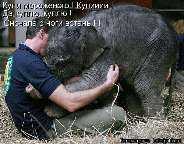 Купи мороженого ! Купииии ! Да куплю, куплю ! Сночала с ноги встань ! !... Котоматрица: Купи мороженого ! Купииии ! Да куплю, куплю ! Сночала с ноги встань ! !