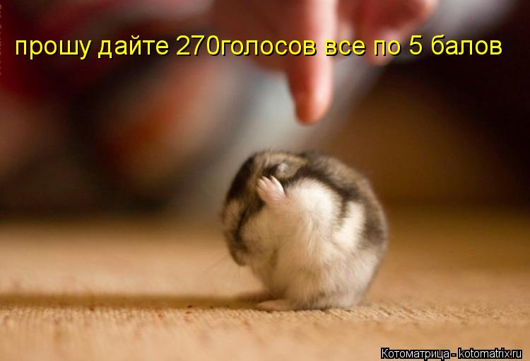прошу дайте 270голосов все по 5 балов... Котоматрица: прошу дайте 270голосов все по 5 балов